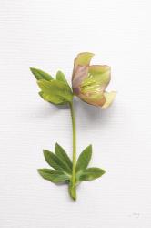 Hellebore Study III | Obraz na stenu