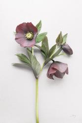 Hellebore Study V | Obraz na stenu