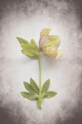 Vintage Hellebore Study III | Obraz na stenu