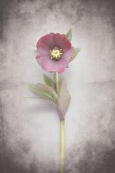 Vintage Hellebore Study VI | Obraz na stenu