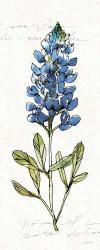 Texas Bluebonnet IV | Obraz na stenu