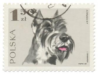 Poland Stamp I on White | Obraz na stenu