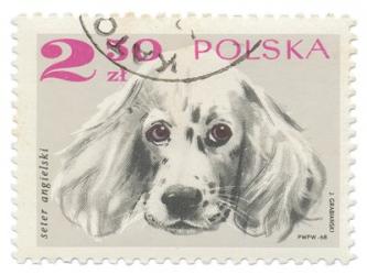 Poland Stamp IV on White | Obraz na stenu