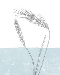 Wheat | Obraz na stenu