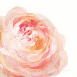 Garden Rose on White Crop | Obraz na stenu