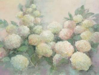 Annabelle Hydrangeas | Obraz na stenu