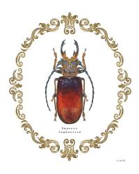 Adorning Coleoptera I | Obraz na stenu