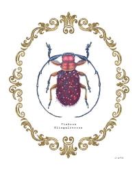 Adorning Coleoptera II | Obraz na stenu