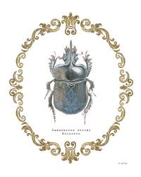 Adorning Coleoptera IV | Obraz na stenu