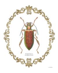 Adorning Coleoptera VI | Obraz na stenu
