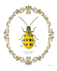 Adorning Coleoptera VII | Obraz na stenu