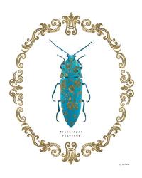 Adorning Coleoptera VIII | Obraz na stenu