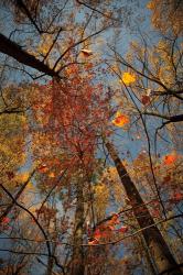 Looking Up II | Obraz na stenu