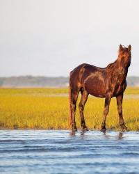 By the River | Obraz na stenu