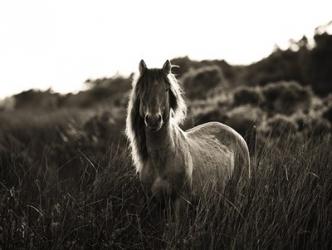 Evening Glow Crop | Obraz na stenu