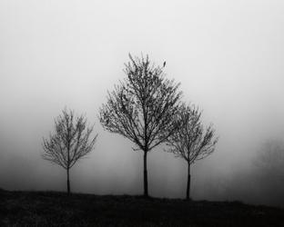 In the Fog Crop | Obraz na stenu