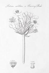 Botany Book VII | Obraz na stenu