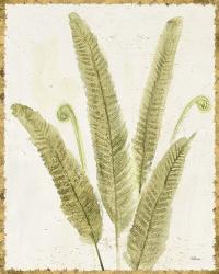 Forest Ferns II v2 Antique | Obraz na stenu