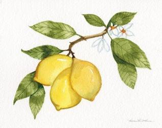 Citrus Garden I | Obraz na stenu