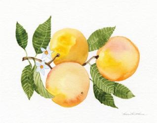 Citrus Garden III | Obraz na stenu