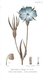 Conversations on Botany III on White with Blue | Obraz na stenu