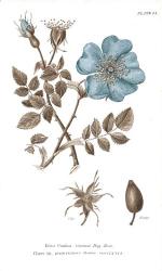 Conversations on Botany IV on White with Blue | Obraz na stenu