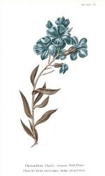 Conversations on Botany VI on White with Blue | Obraz na stenu