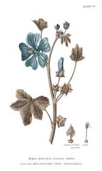 Conversations on Botany VII on White with Blue | Obraz na stenu