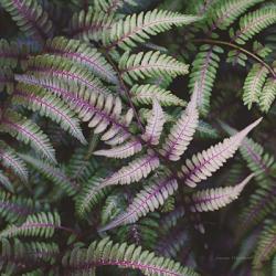 Funky Ferns VI | Obraz na stenu