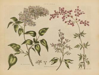 Herbal Botanical I | Obraz na stenu