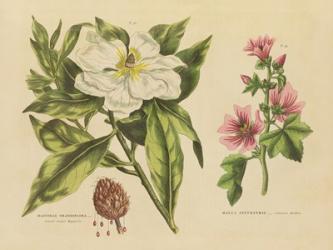 Herbal Botanical II | Obraz na stenu