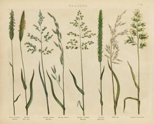 Herbal Botanical VII | Obraz na stenu