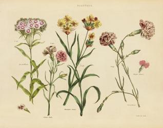 Herbal Botanical VIII | Obraz na stenu