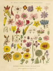 Herbal Botanical XI | Obraz na stenu
