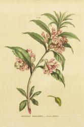 Herbal Botanical XXVI | Obraz na stenu