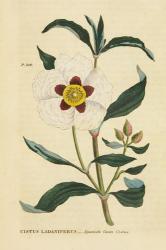 Herbal Botanical XXVII | Obraz na stenu