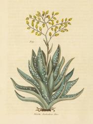 Herbal Botanical XXXI | Obraz na stenu