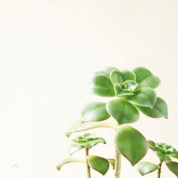 Succulent Simplicity X Neutral | Obraz na stenu