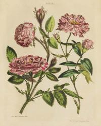 Herbal Botany XVIII v2 Crop | Obraz na stenu