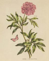 Herbal Botany XXIV Butterfly Crop | Obraz na stenu