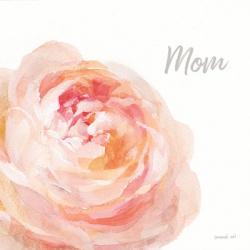 Garden Rose on White Crop II Mom | Obraz na stenu