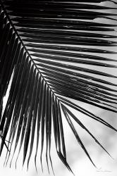 Palm Frond II | Obraz na stenu