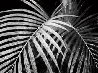 Palm Fronds | Obraz na stenu