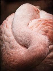 Chilean Flamingo I | Obraz na stenu