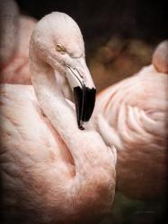 Chilean Flamingo II | Obraz na stenu