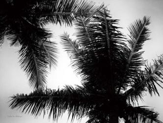 Palm Tree Looking Up I | Obraz na stenu