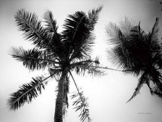 Palm Tree Looking Up II | Obraz na stenu