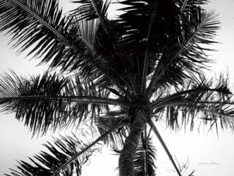Palm Tree Looking Up III | Obraz na stenu