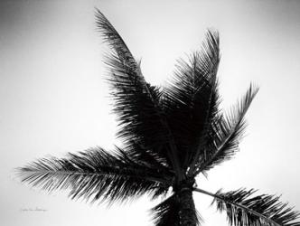 Palm Tree Looking Up IV | Obraz na stenu