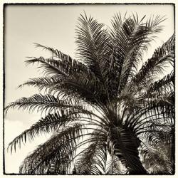 Palm Tree Sepia I | Obraz na stenu